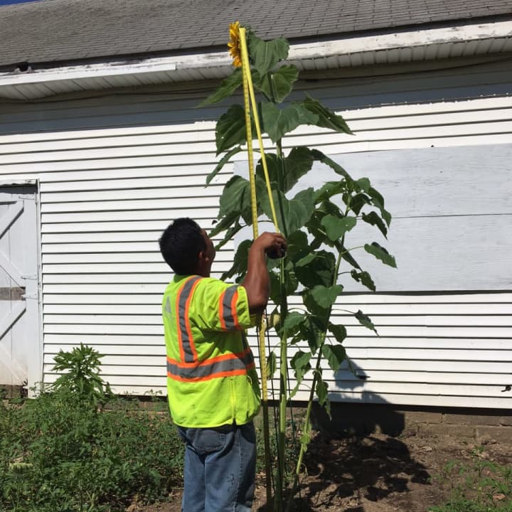 How tall is this sunflower at Ridgewood&#x27;s HealthBarn USA? Email clevine@dailyvoice.com to cast your vote.