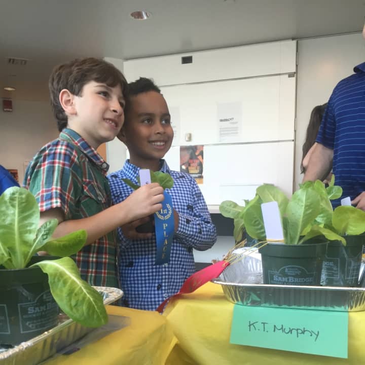 Students in Stamford took &quot;The Lettuce Challenge&quot; by growing plants donated by Greenwich&#x27;s Sam Bridge Nursery &amp; Greenhouses in their schools.