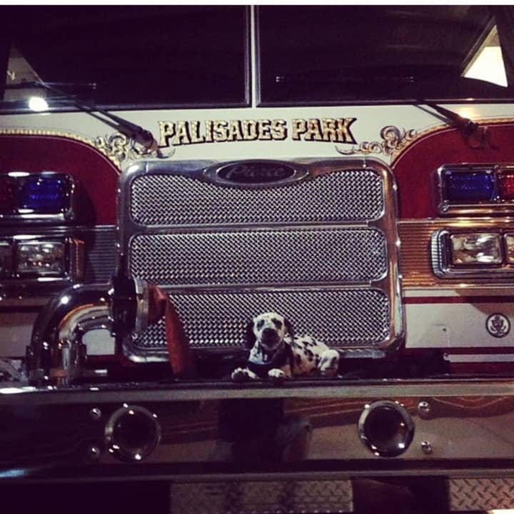 Sarge takes a break on a Palisades Park fire engine.