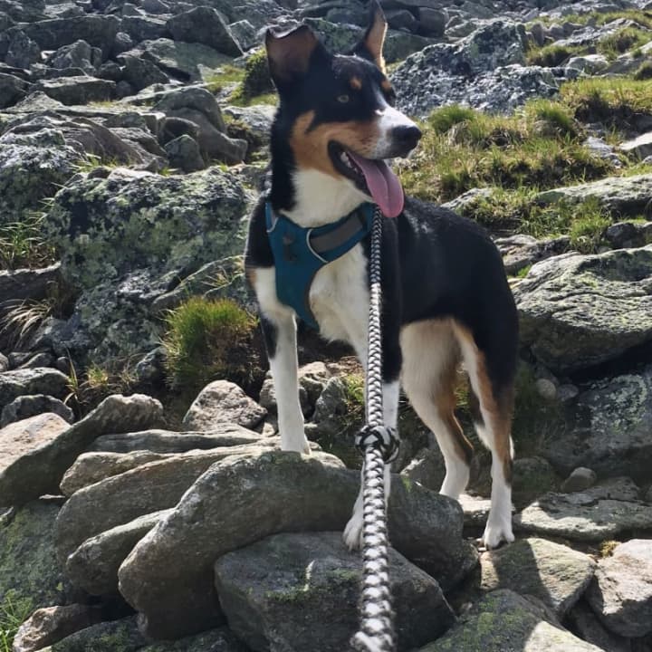 Riley, a Pleasantville pooch, is one of the canine contestants participating in the first annual &quot;Mutts on the Mountain&quot; human-dog race in Peekskill this weekend.