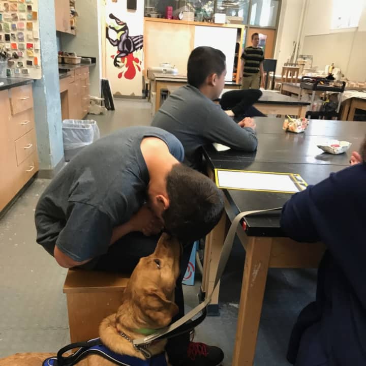 Christian Townsend, a student in Hendrick Hudson High School’s SAILOR program, with Ramona, the school’s new therapy dog.