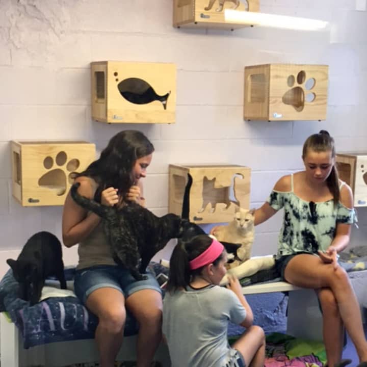 A couple dozen Girl Scouts from Rye Brook and Port Chester will hold their third open house at Pet Rescue of Harrison, on Sunday from noon to 2 p.m. at the &quot;Kitty Cottage,&quot; 7 Harrison Ave.