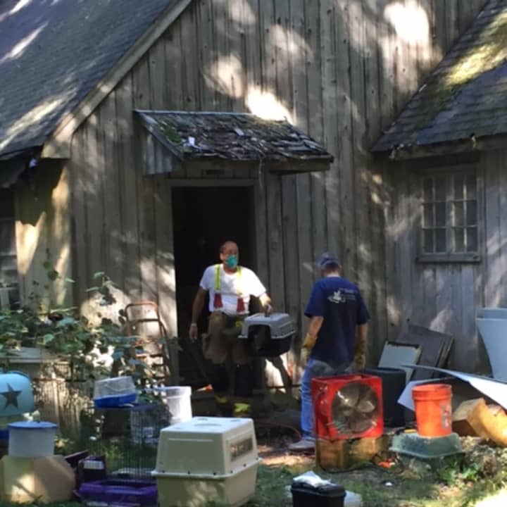 Workers remove birds from an outbuilding at 82 Newtown Turnpike in Weston on Friday. Officials seized hundreds of exotic birds and snakes — both dead and alive — at the property.