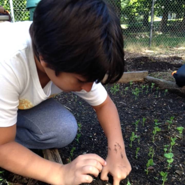 Irvington Middle School students spend time taking care of the garden at their school.