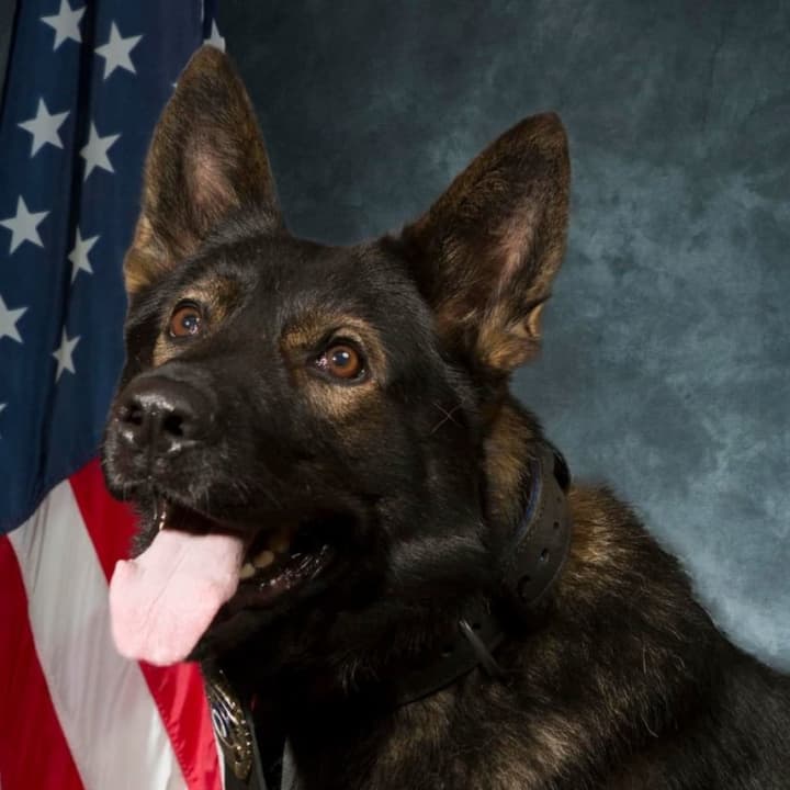 Jori, a police dog who had served in Holyoke for nine years, died late last month after a brief illness.