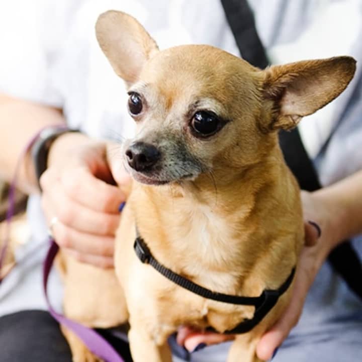 This Chihuahua is up for adoption.