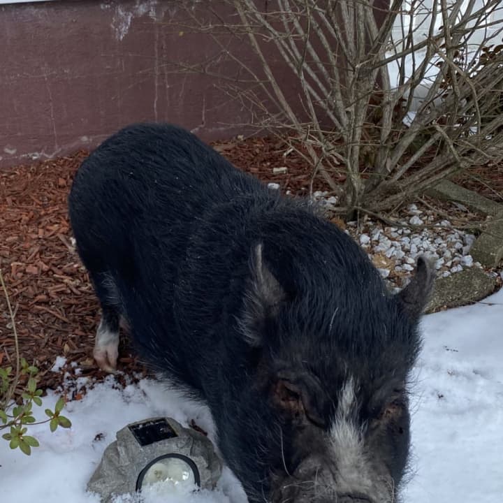 The owners of a pig found wandering the streets in Nanuet have been found.