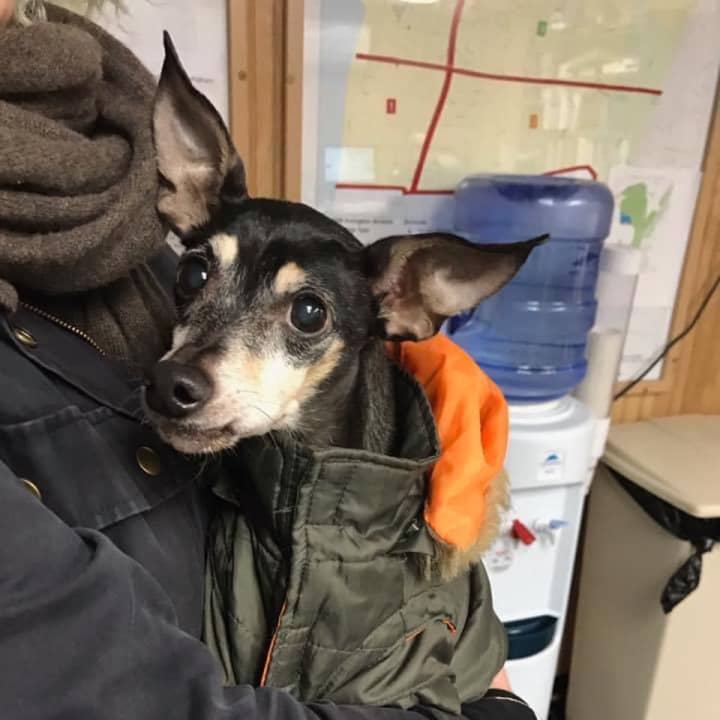 This little doggie was found on Harriman Road in the CedarRidge section of Irvington Sunday.