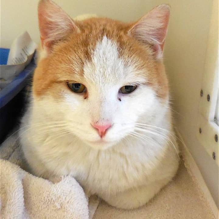 This orange-and-white male cat was found on East Branch Road in Patterson Saturday.