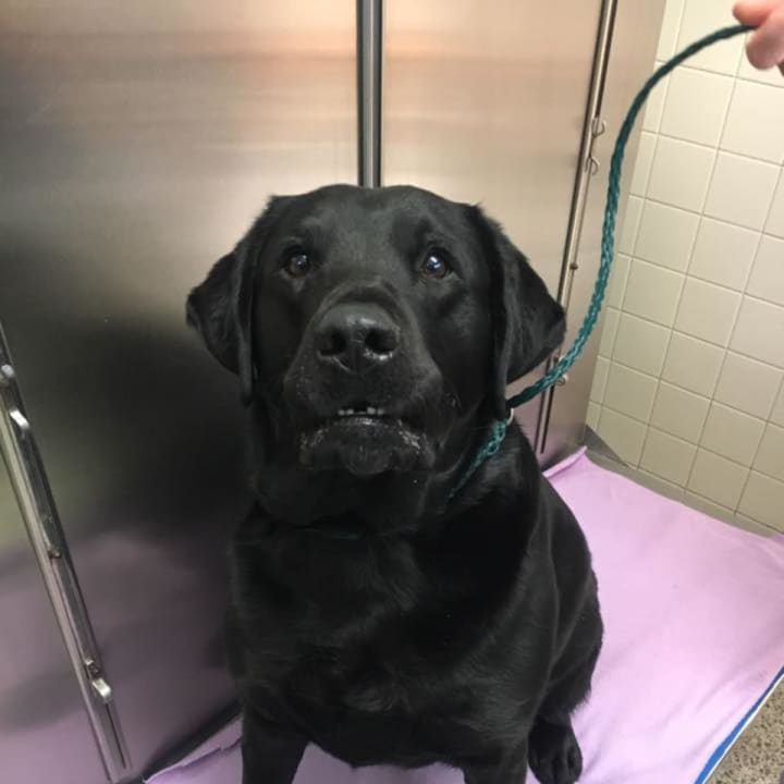 This black Lab was found on Kitchawan Road in Lewisboro Tuesday afternoon. If you know who he is, please call the town clerk&#x27;s office.