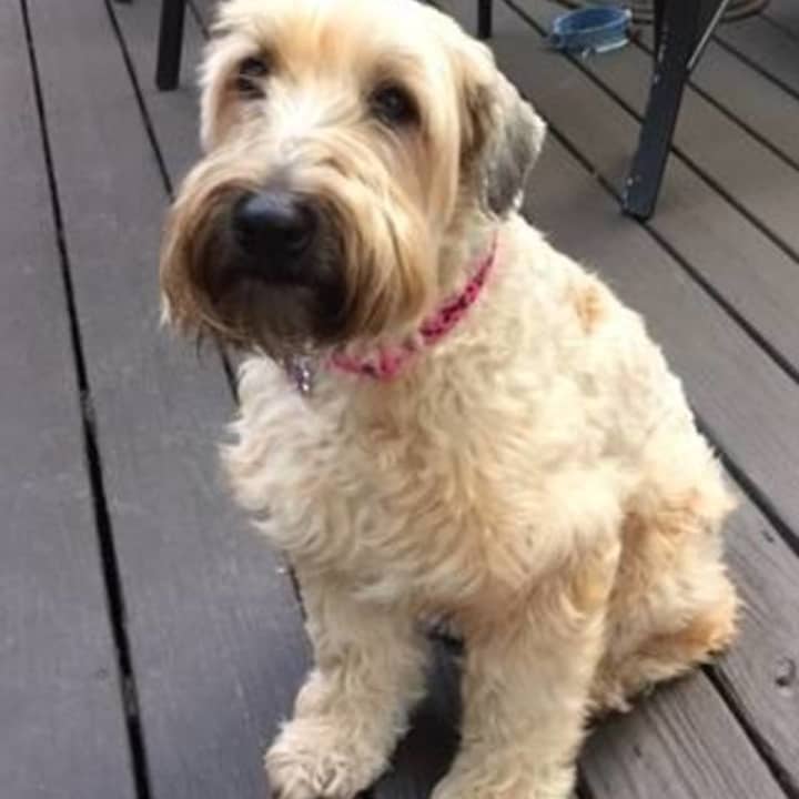Maggie, a short-coated Wheaten Terrier, is missing from her home in Yonkers. She was last seen on Mountaindale Road, near Tuckahoe, say her heartbroken owners.