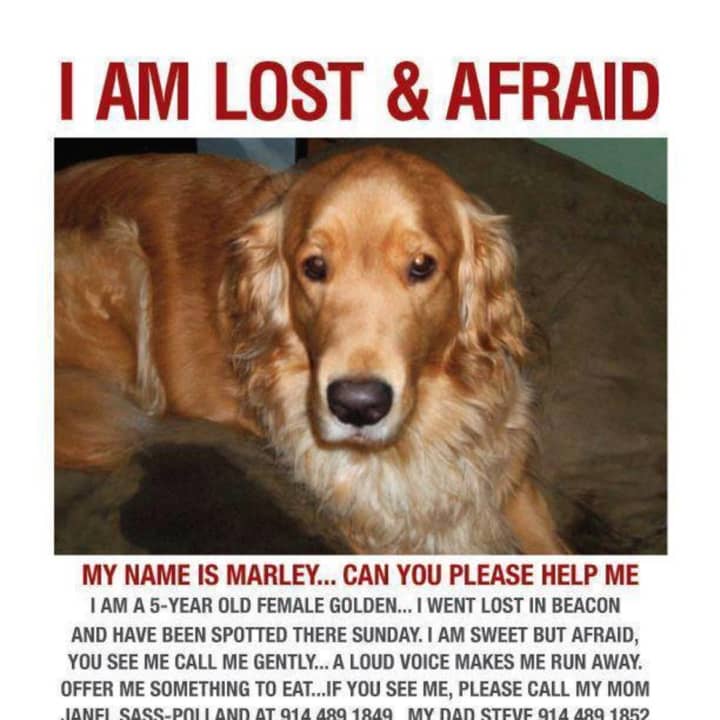 Marley, a 5-year-old female golden retriever, has been missing since 2012, but her owners are not giving up hope of finding her. The pooch got loose while at a groomer&#x27;s in Beacon.