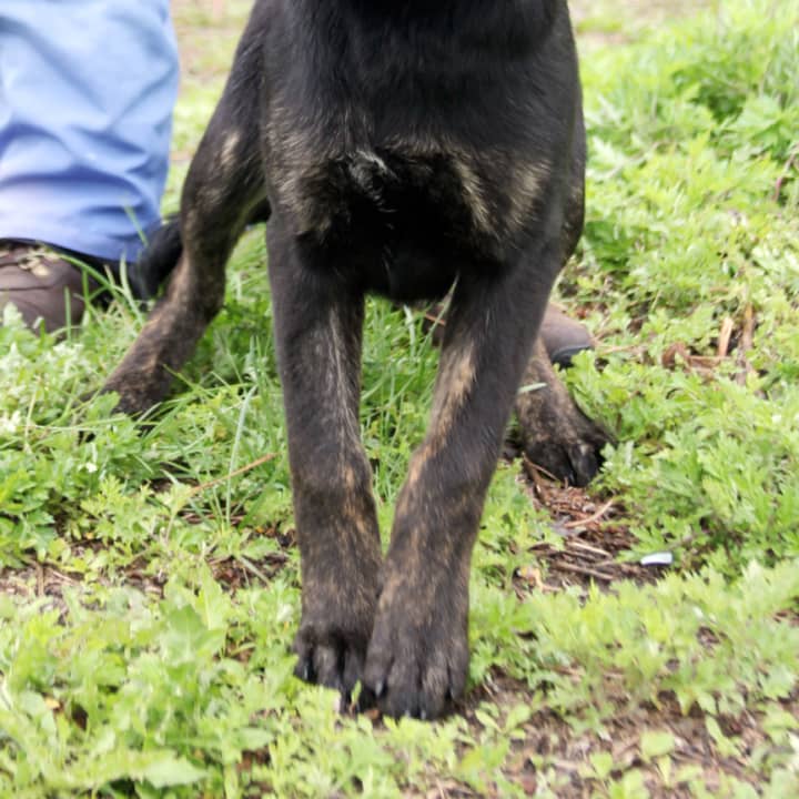 Mary is one of the cutest black labrador mixes to pass through Harrison in awhile. She&#x27;s nearly six months old. Pet Rescue has put her up for adoption at its Harrison Avenue shelter.