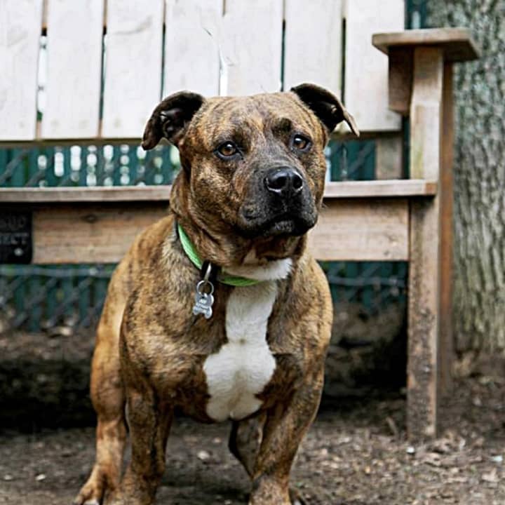 Maverick -- who folks at the shelter call a &quot;little meatball&quot; -- is looking for his &quot;furever&quot; home.