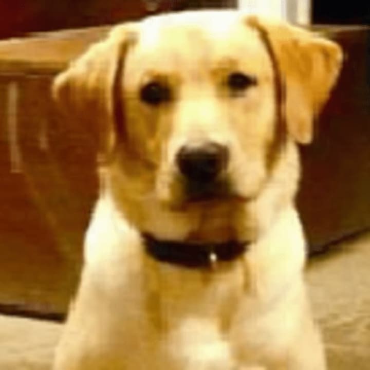 Barney&#x27;s family in Millbrook has been devastated ever since the 4-year-old golden Lab went missing in July. A reward has been posted for his safe return.