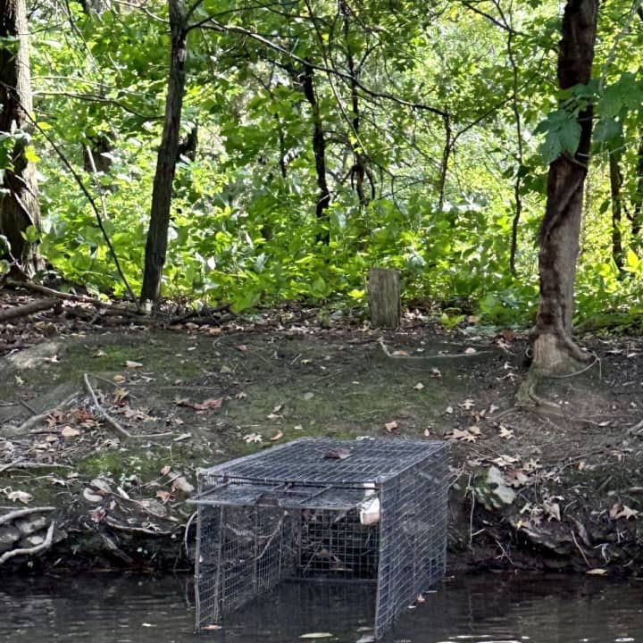 A trap set by NJ Fish &amp; Wildlife