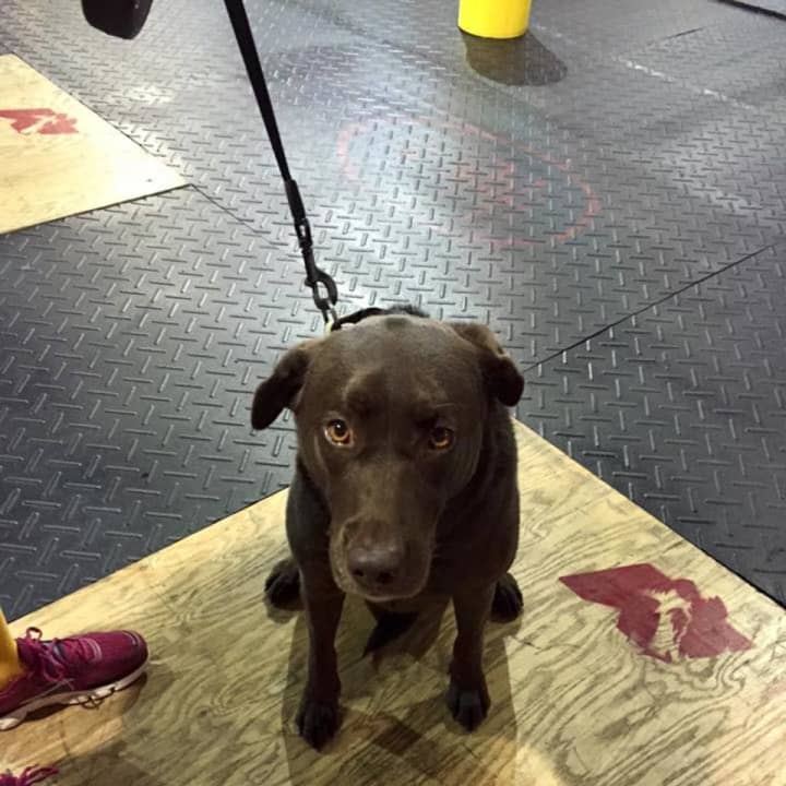 Owners were found for this dog, who wandered into the Crossfit gym in Nyack Saturday morning.