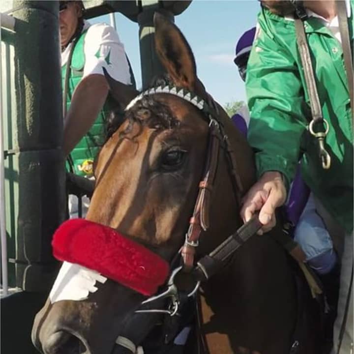Nyquist in the starting gate before the running of the 2016 Kentucky Derby. He goes for a win in the Preakness, the second leg of the Triple Crown on Saturday.