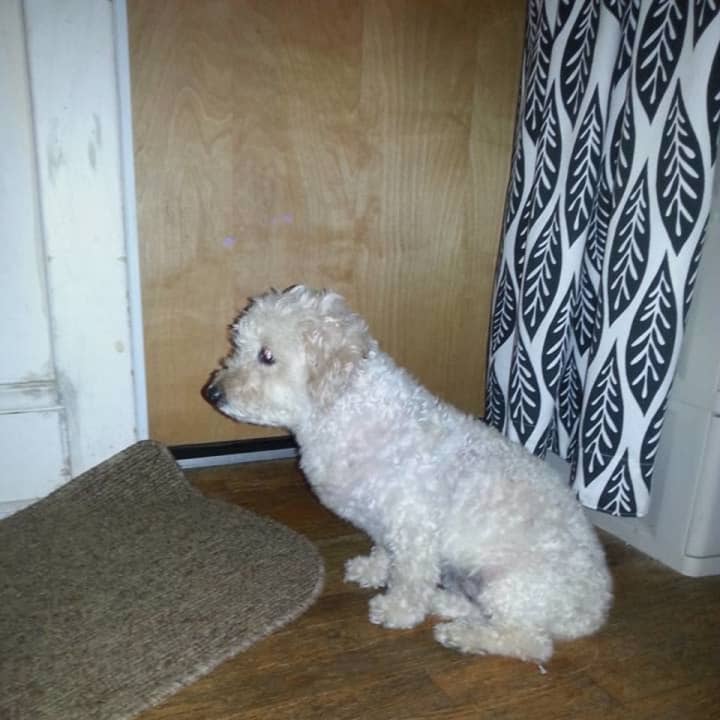 This dog was found on Route 9 in Ossining on Saturday night.