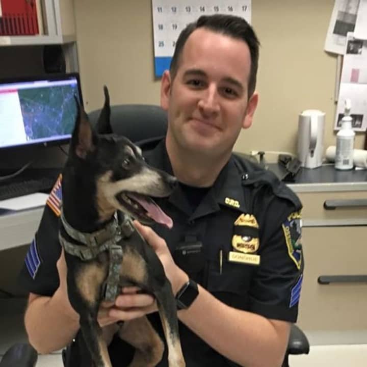 A miniature Pinscher was quicky reunited with its owners Thursday night after Ossining police found him roaming around Stone Avenue. 