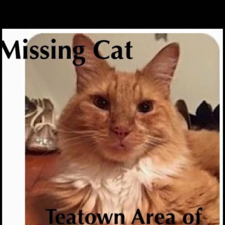 KC has gone missing from his newly-adopted Teatown Lake home.