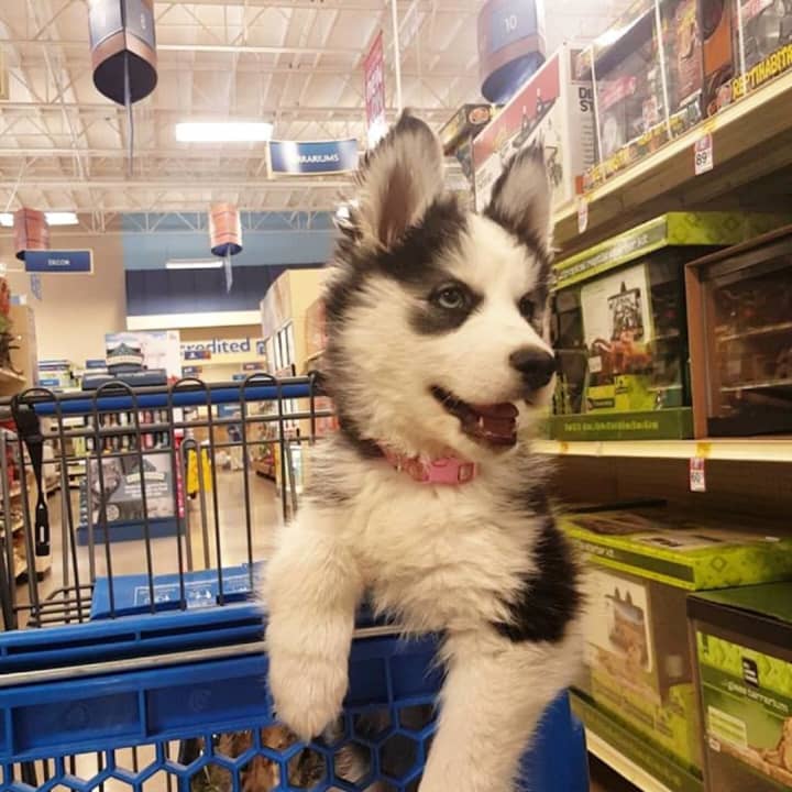 PetSmart recently opened a location in Garfield.