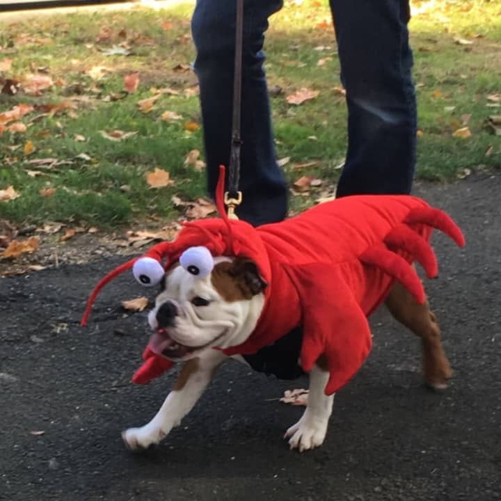 The Harvest Market features a dog costume parade at 11 a.m.