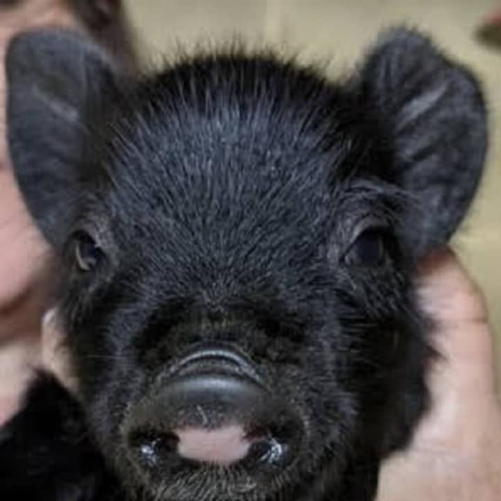 The piglets were born on Saturday, April 9, at Connecticut&#x27;s Beardsley Zoo.