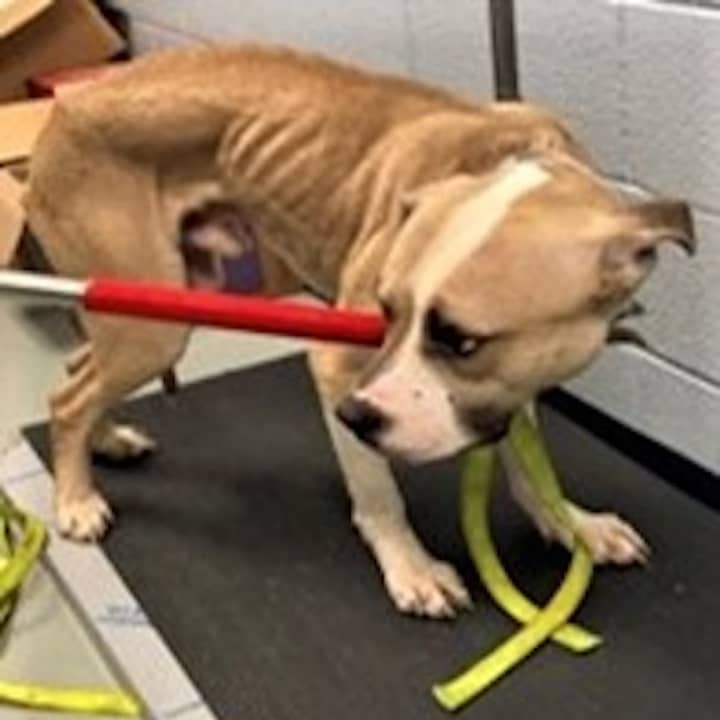 The abused pit bull