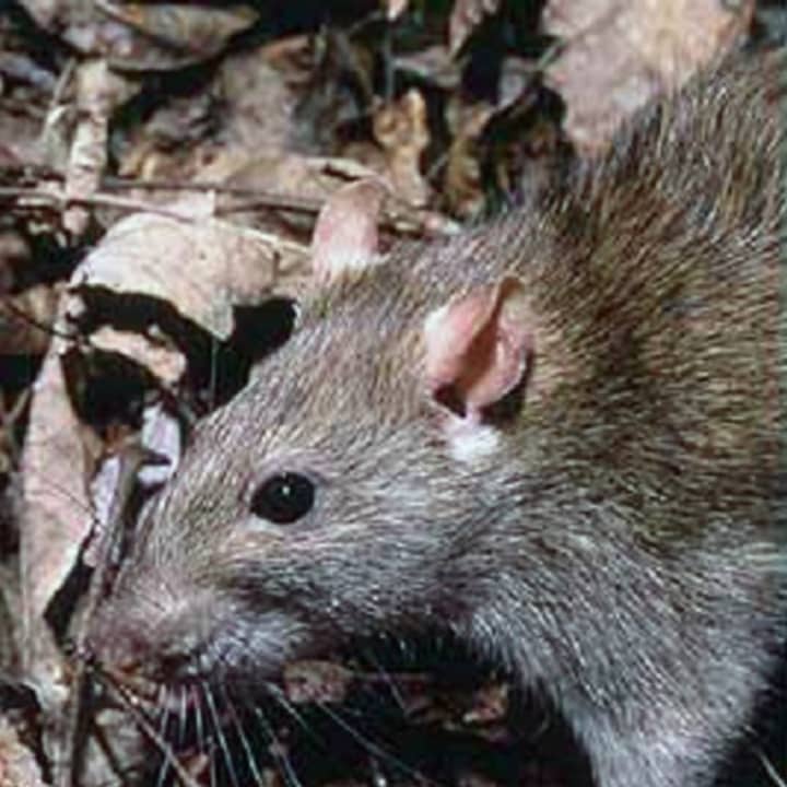 Mount Vernon officials say they are pulling out the stops to deal with a rat infestation problem in town.