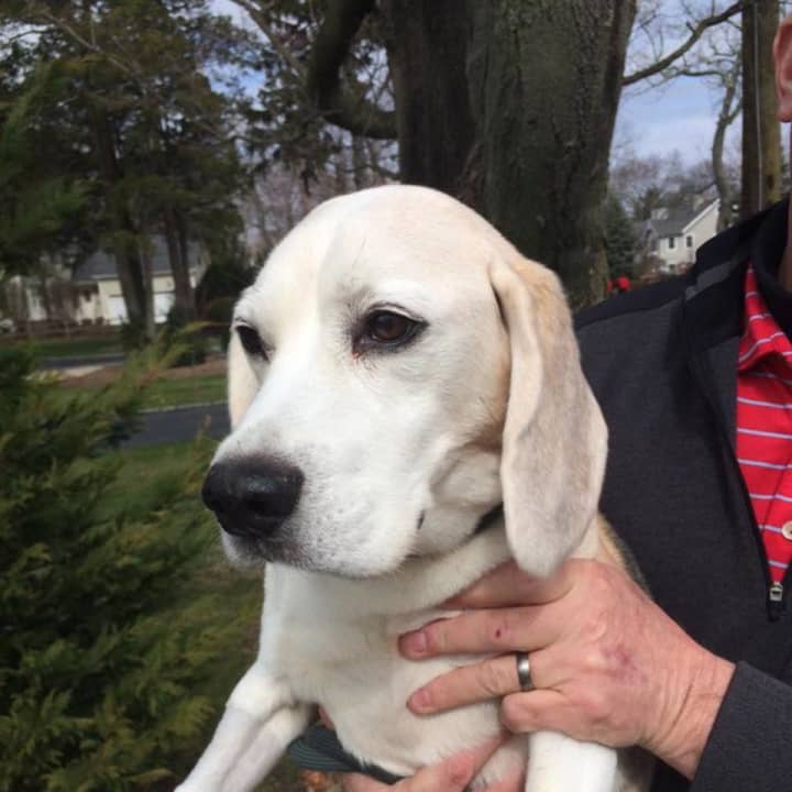 The Rye Golf Club is looking for the owner of this lost dog, who showed up at the club on Friday morning.