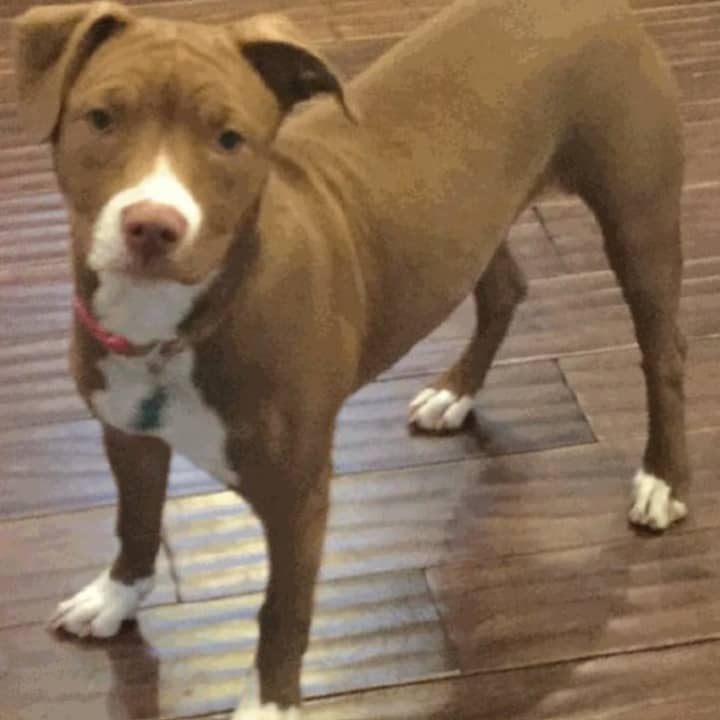 Sadie, a young female pit bull, has been missing from her Garrison home since Thursday evening.