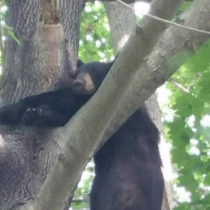 A black bear recently spotted in the area.