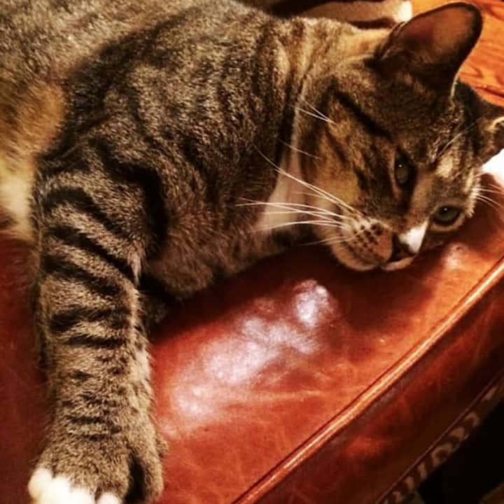 Elliot the cat is missing in New Canaan. 