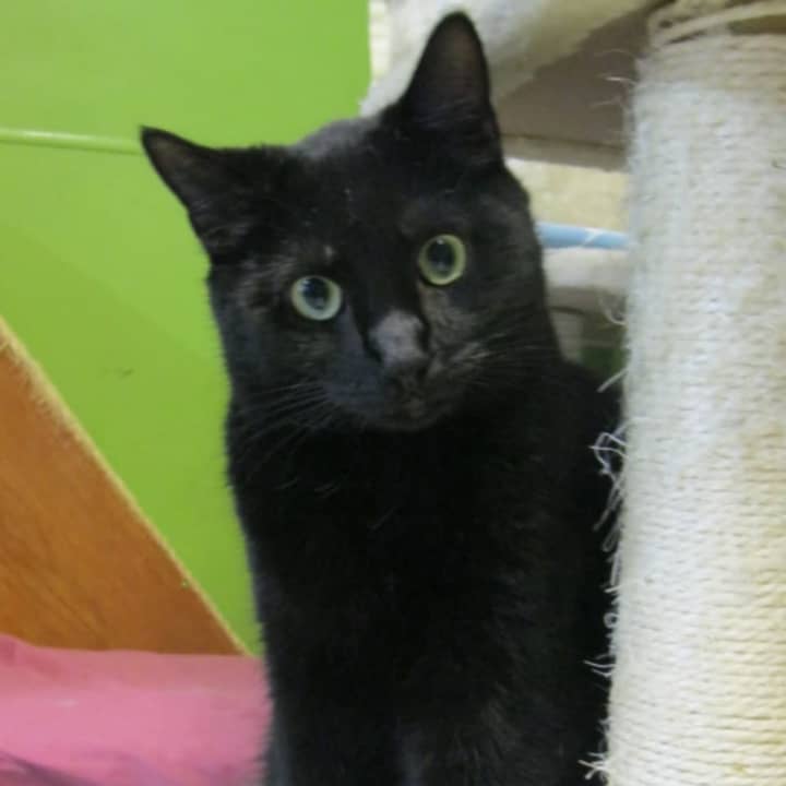 Dela is this week&#x27;s Pet of the Week at the Putnam Humane Society. She needs a home that will allow her time to settle in and get used to her new surroundings.