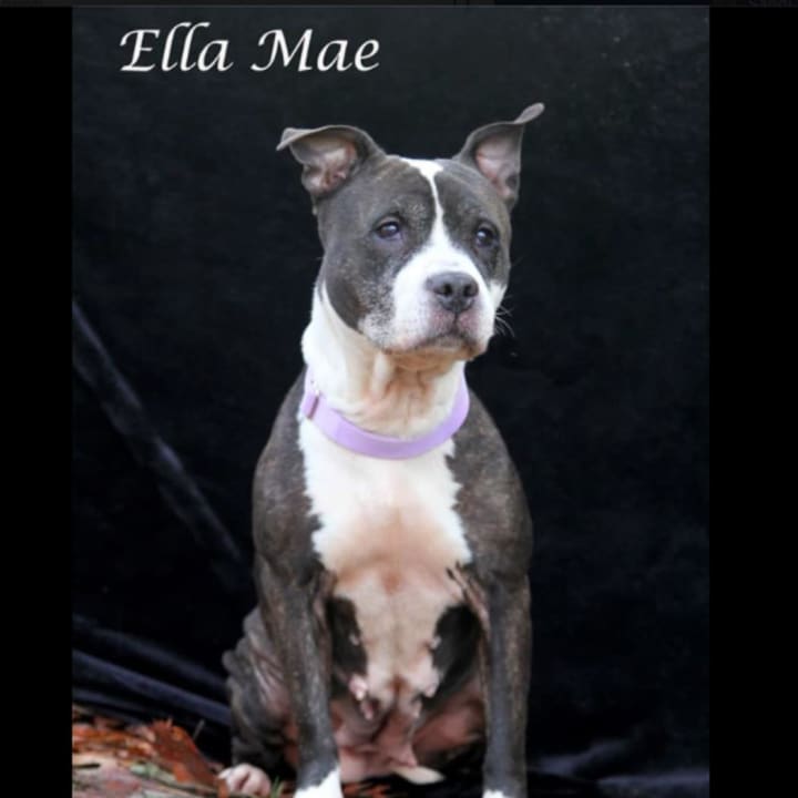 &quot;Ellie Mae&quot; is the Pet of the Week at Hi Tor Animal Care Center in Pomona.