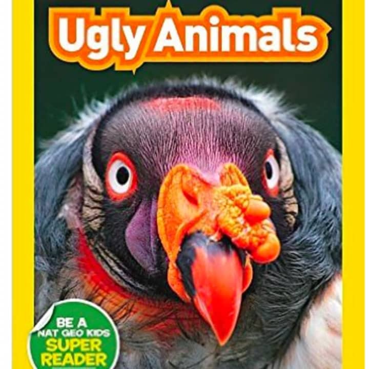 Author Laura Marsh will discuss and read from her latest book, “Ugly Animals,” at the Scarsdale Public Library on March 23 at 4 p.m.
