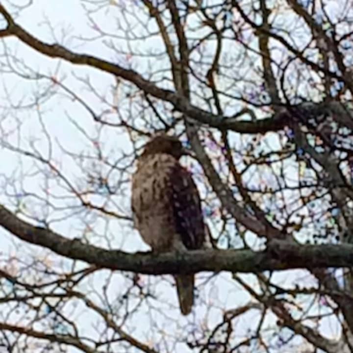 Could this be the culprit? This bird was seen in a tree on Sycamore Lane in Fairfield Monday evening.