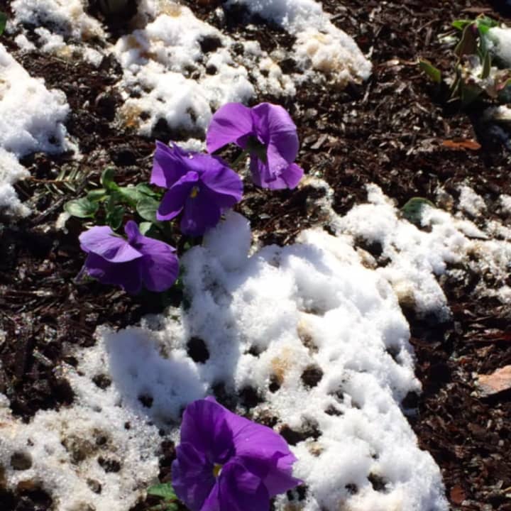Flowers bloom in Lewisboro on the first day of spring despite the snowfall.