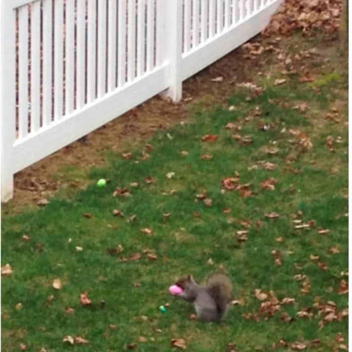 A squirrel jumped the gun on this Easter hunt.