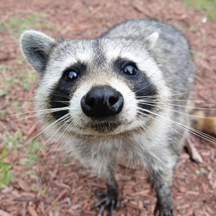 New Castle Police euthanized a rabid raccoon after an incident at Glaizer Park on Tuesday, March 29.
