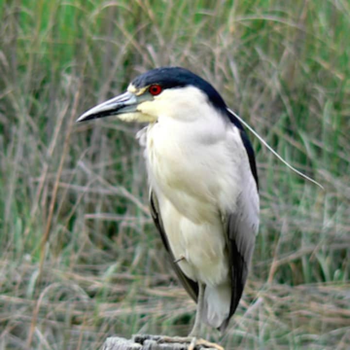 The yellow-crowned night heron is among the species protected on Norwalk Land Trust property.