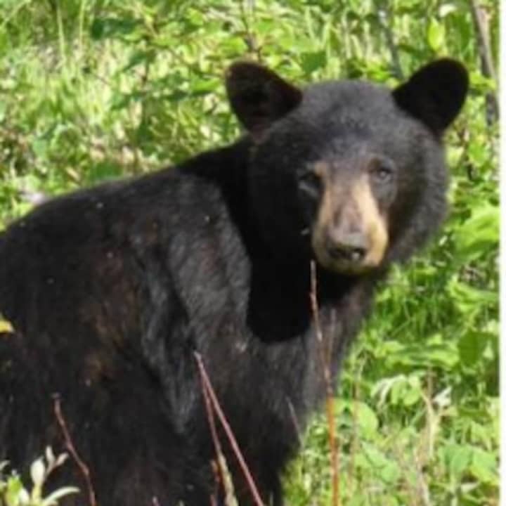 A small bear was found dead on May 2 along the Taconic State Parkway in Hopewell Junction. State officials estimate that 10 to 20 bears are killed in this region of New York by cars each year.