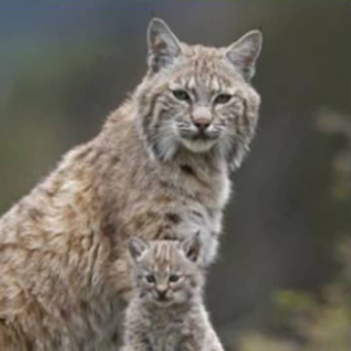 The Edith Wheeler Memorial Library will host a talk on Connecticut&#x27;s growing bobcat population June 11.