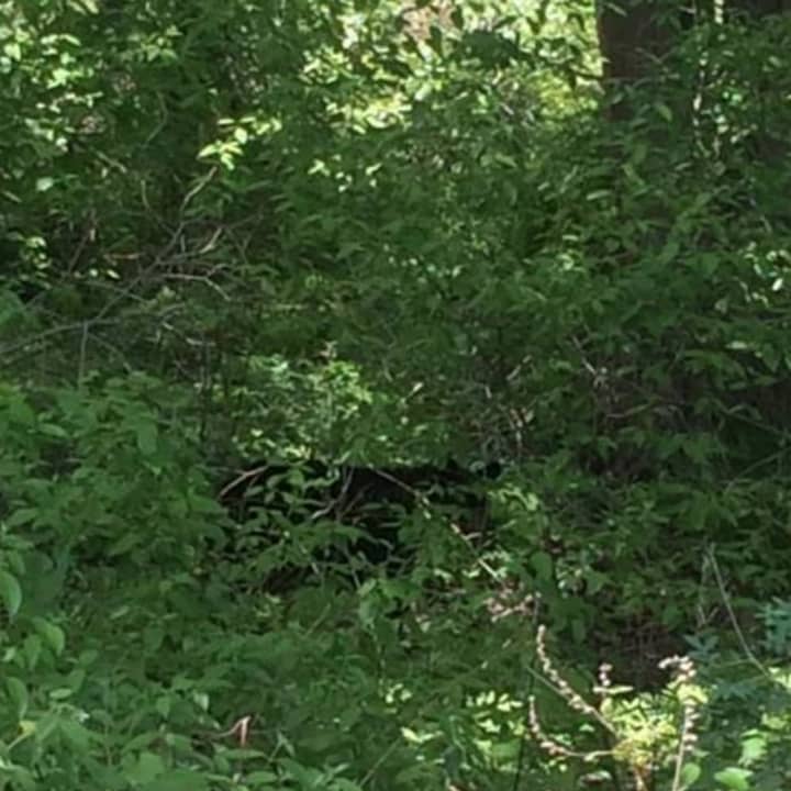 A photo of the black bear seen in East Fishkill.