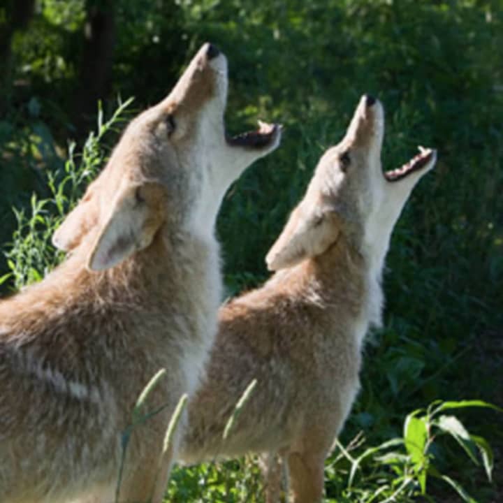 Coyotes are larger than foxes but smaller than wolves.