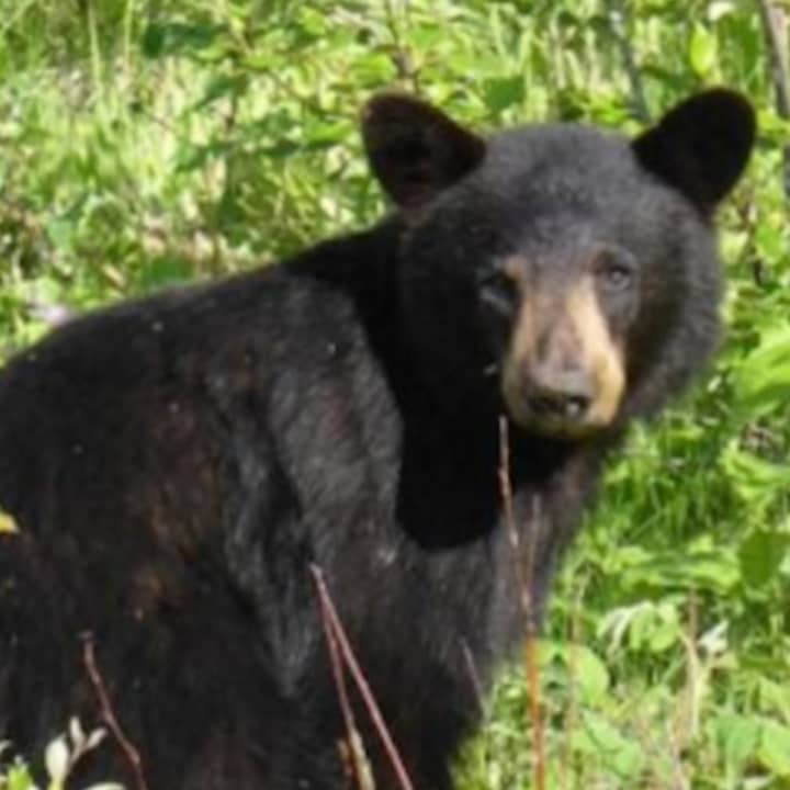Two men were arrested on charges of illegally killing two bears in Wilton, Conn., which borders Westchester, on Saturday.