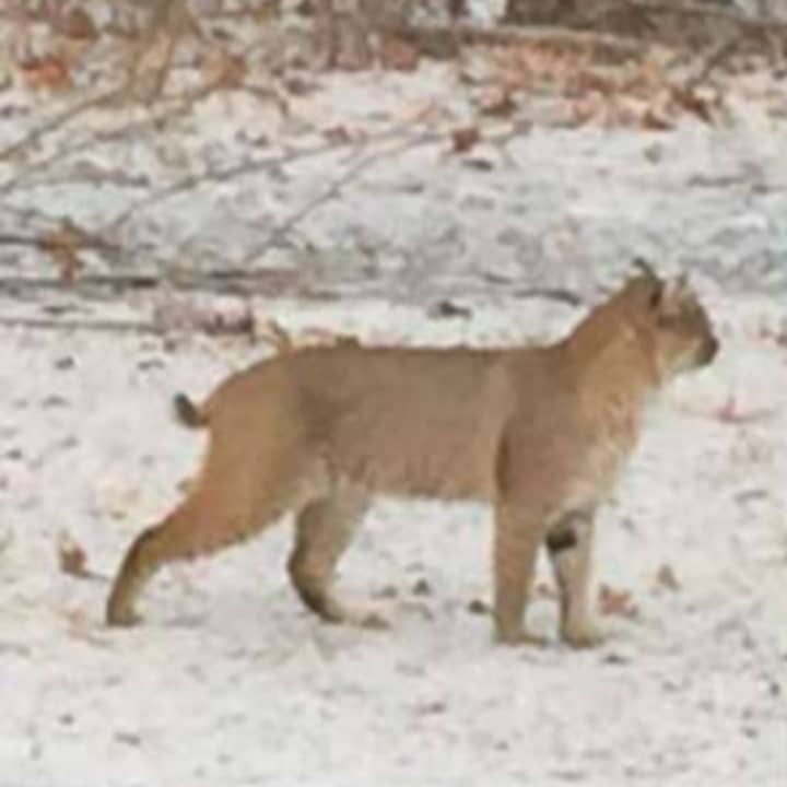 A recent photo of a bobcat sighting, provided by the New York State Department of Environmental Conservation.