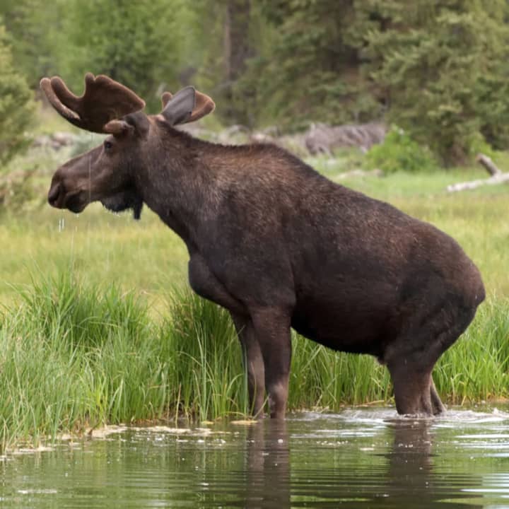 Moose sightings in the Hudson Valley area are rare. The moose populations has dramatically declined in North America the last 25 years.
