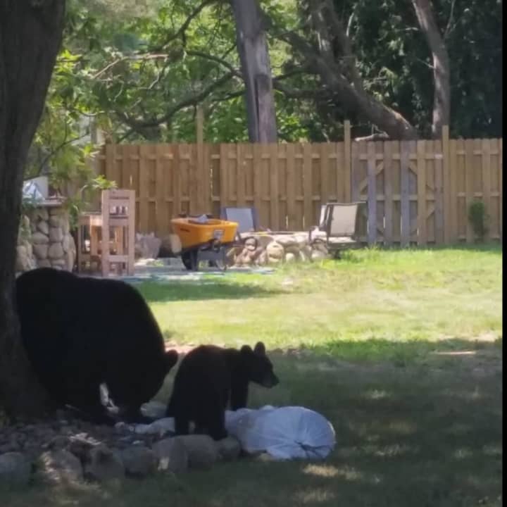 A photo provided by Ramapo Police of the bear sighting.